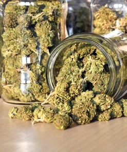Buy Cannabis Sativa Online