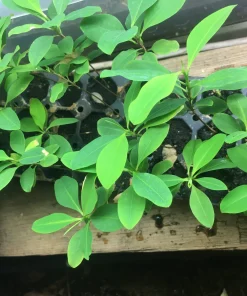Buy Medium Plus Coca Plant