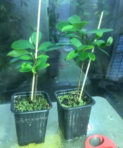 Buy Medium Plus Coca Plant Seeds Legally