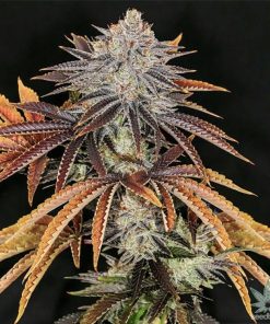 Buy Alien Technology Seeds