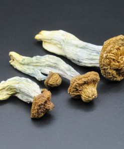 Buy Dried Magic Mushrooms Online