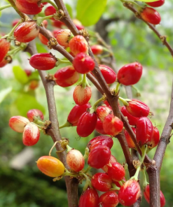 Buy Coca Seeds Online
